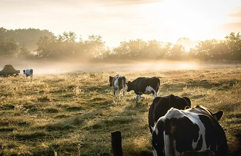 Kühe auf Wiese im Morgengrauen