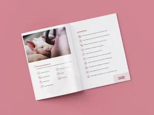 Konzept:Schwein
